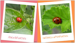 Des coccinelles dans mon jardin :