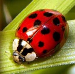 Des coccinelles dans mon jardin :