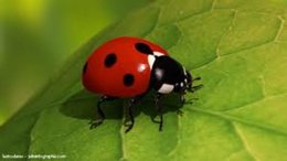 Des coccinelles dans mon jardin :