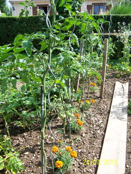 Tomates plus belles