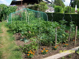 Tomates plus belles