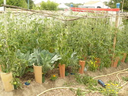 Tomates plus belles