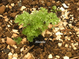 Mettez-vous des pièges à limaces dans le potager ?