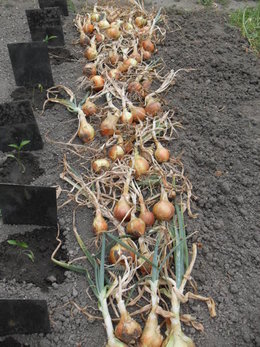 Août, planter et semer un potager pour l'automne et l'hiver