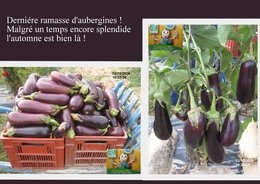 DERNIERE RECOLTE D'AUBERGINES