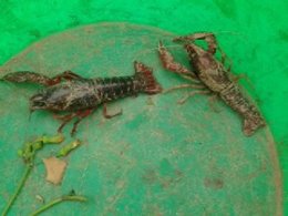 lézard se chauffant au soleil dans ma rocaille