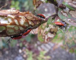 Bestioles mangeuses de lys