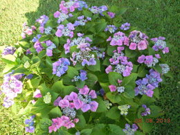 hortensias