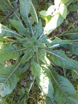 plantes inconnues dans mon jardin