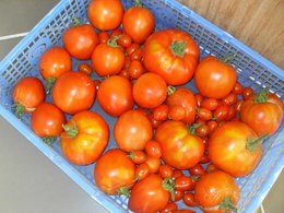 récupération des graines de tomates
