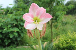 Quelques fleurs pour ce dimanche . . . 