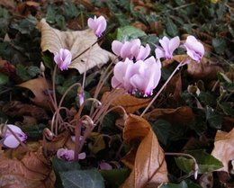 Cyclamen de Naples - Cyclamen hederifolium