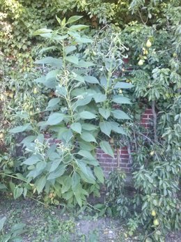 plantes inconnues dans mon jardin