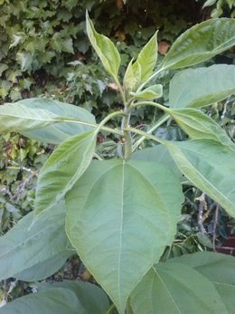 plantes inconnues dans mon jardin