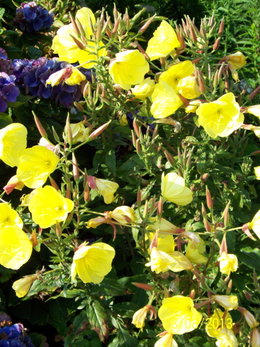 plantes inconnues dans mon jardin