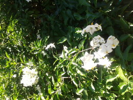 plantes inconnues dans mon jardin