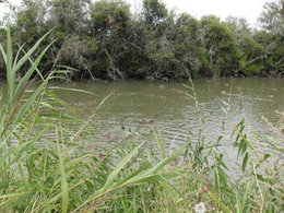 animaux  et volaille de basse courpetits