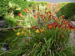 Notre jeune passion à mon conjoint et moi ! La fierté de notre jardin aquatique