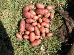 Au secours aux germes de pommes de terre