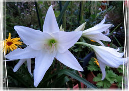 Quelques fleurs pour ce dimanche . . . 