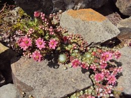 Quelques fleurs pour ce dimanche . . . 