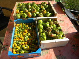 Dernière récolte de Tomates ? . . . peut-être !