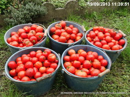 froid et tomates