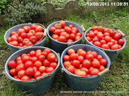 Dernière récolte de Tomates ? . . . peut-être !