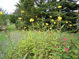 Quelques fleurs pour ce dimanche . . . 