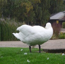 Cygne sans tête