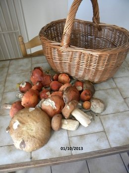 champignons