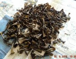 champignons