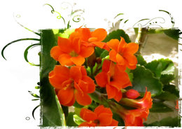 Kalanchoe