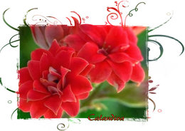 Kalanchoe