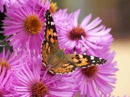 asters