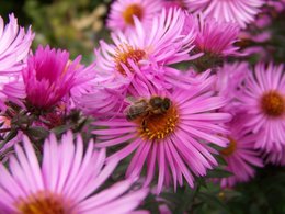 asters