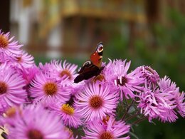 asters