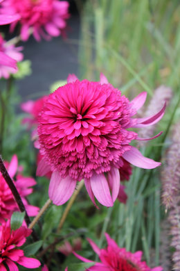 Bonne Sainte Fleur