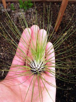 TILLANDSIA FILIFOLIA