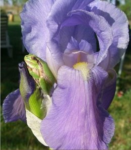 Quelques fleurs pour ce dimanche . . . 