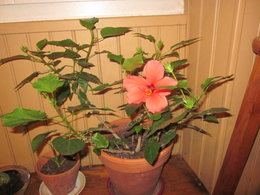 hibiscus