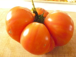 Potager 2013, vos tomates ont-elles eu des maladies ?