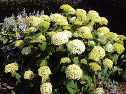 Quelques fleurs pour ce dimanche . . . 