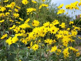 Quelques fleurs pour ce dimanche . . . 