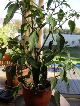 bocaux de piments à l'huile parfumée