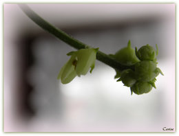 Quel légume mettre dans un potager à l'ombre ?