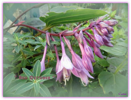 hosta en fleur