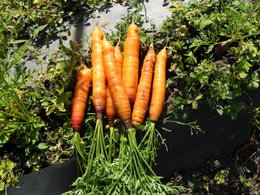 Stockez-vous les carottes dans un silo ?