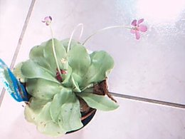 Drosera - Plante carnivore