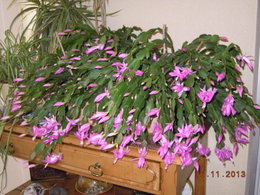 Cactus de Noël - Schlumbergera